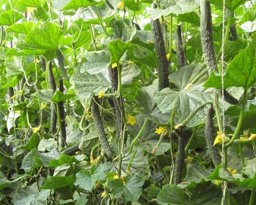 黃瓜水溶肥和有機(jī)肥使用 黃瓜水溶肥和有機(jī)肥使用