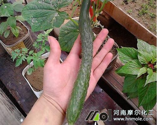 黃瓜上面粗下面細現象 黃瓜上面粗下面細現象