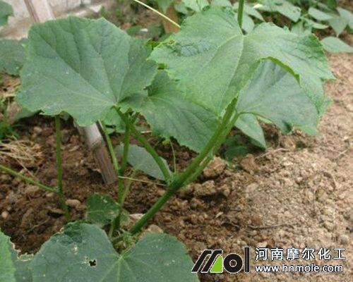 黃瓜苗期追肥 黃瓜苗期追肥