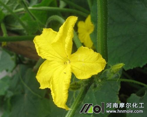 黃瓜開花期 黃瓜開花期