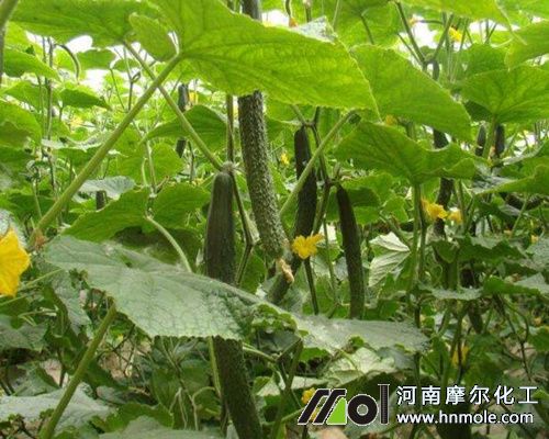 黃瓜結瓜期 黃瓜結瓜期