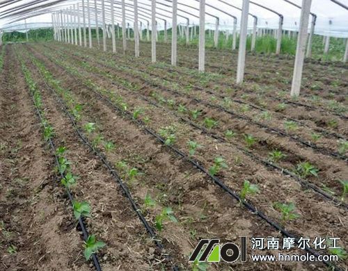 大棚辣椒苗滴灌水溶肥 大棚辣椒苗滴灌水溶肥