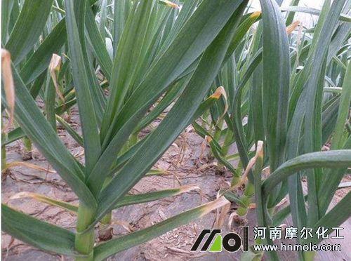 春季大蒜施肥及管理 春季大蒜施肥及管理