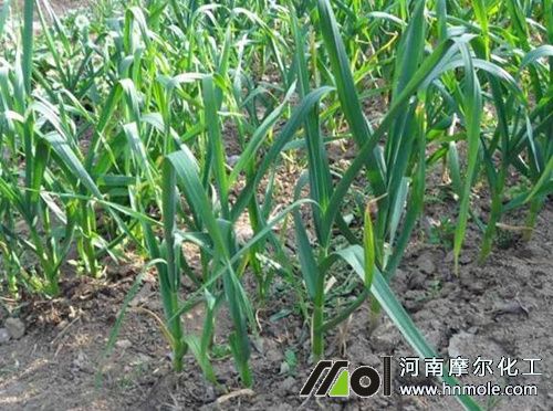 春季大蒜施肥及管理 春季大蒜施肥及管理