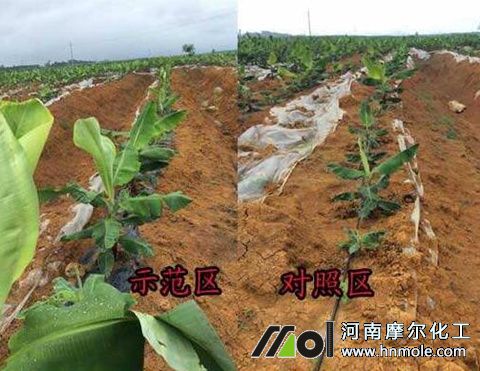 魚蛋白肥料前景 魚蛋白肥料前景