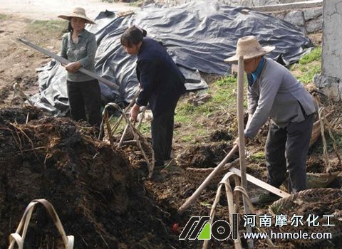 蘆筍施底肥 蘆筍施底肥