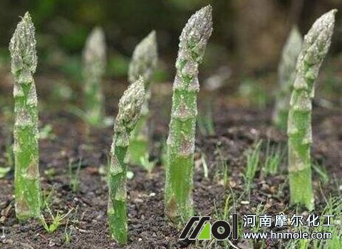 蘆筍復(fù)壯肥 蘆筍復(fù)壯肥