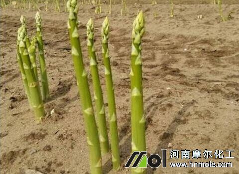 蘆筍秋發(fā)肥 蘆筍秋發(fā)肥