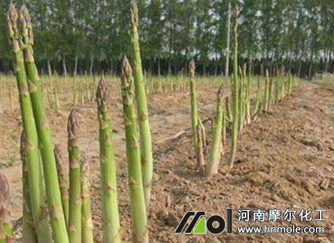 蘆筍施底肥 蘆筍施底肥