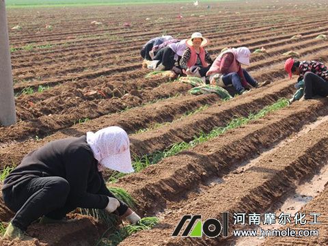 大蔥什么時候種植好 大蔥什么時候種植好
