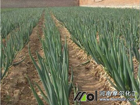 大蔥種植注意 大蔥種植注意