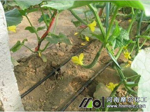 黃瓜滴灌施水溶肥 黃瓜滴灌施水溶肥