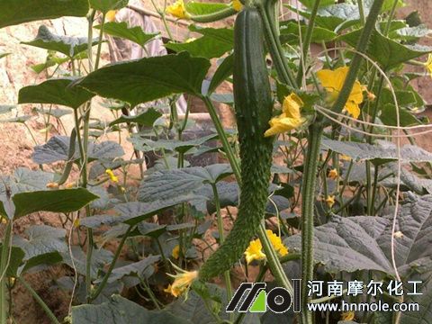 黃瓜施肥注意 黃瓜施肥注意