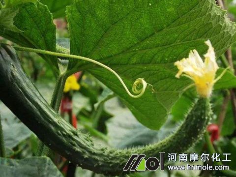黃瓜尖嘴瓜解決辦法 黃瓜尖嘴瓜解決辦法