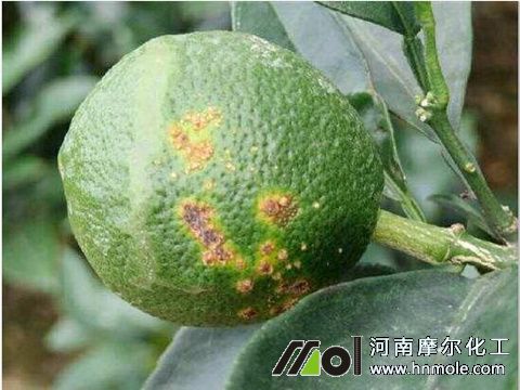 亞磷酸鉀在農業上應用 亞磷酸鉀在農業上應用