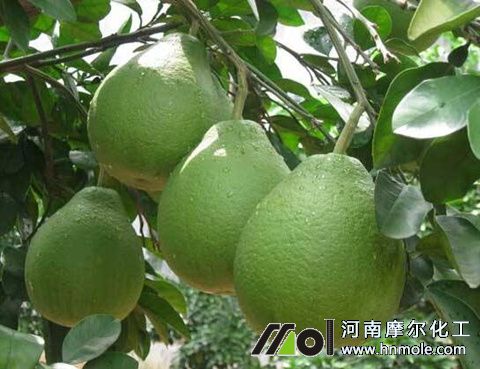 柚子樹施什么肥 柚子樹施什么肥