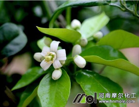 柚子樹開花 柚子樹開花