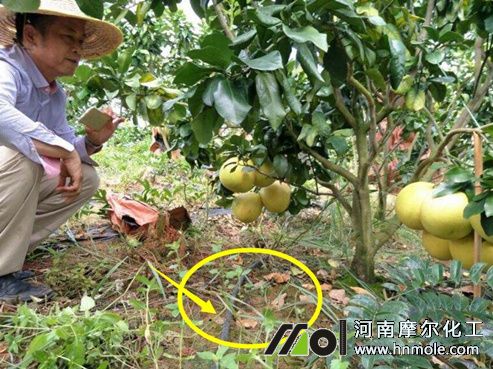 柚子滴灌施水溶肥 柚子滴灌施水溶肥