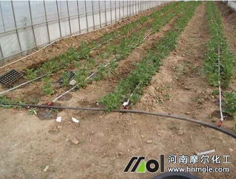 水溶肥滴灌注意 水溶肥滴灌注意