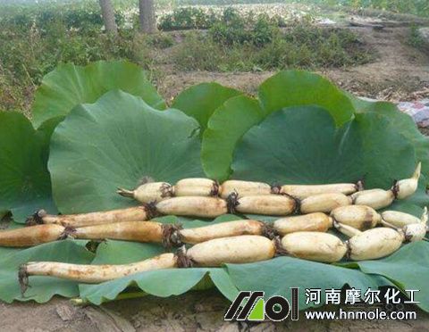 蓮藕需肥特點 蓮藕需肥特點