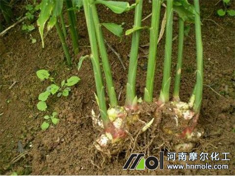 生姜施水溶肥效果 生姜施水溶肥效果