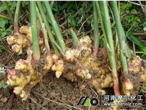 種生姜用什么肥料 種生姜用什么肥料