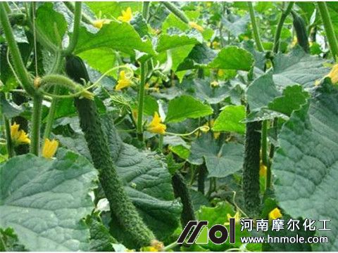 黃瓜追肥方法 黃瓜追肥方法