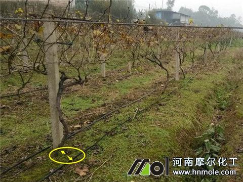 葡萄樹生根用什么肥料 葡萄樹生根用什么肥料