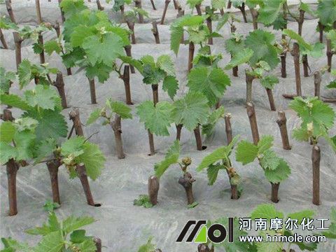 生根水溶肥用法 生根水溶肥用法