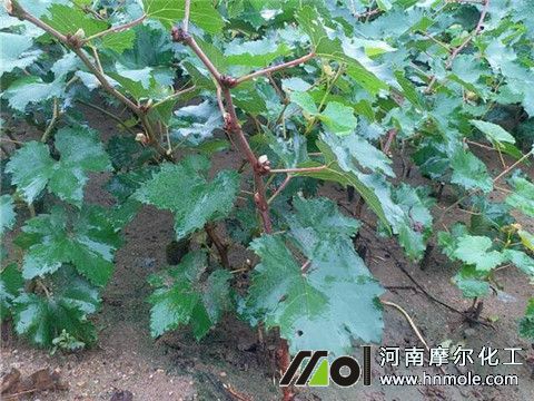 水溶肥使用注意 水溶肥使用注意