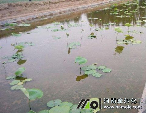 蓮藕施肥注意 蓮藕施肥注意