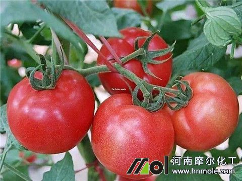 番茄結果需要的養分 番茄結果需要的養分