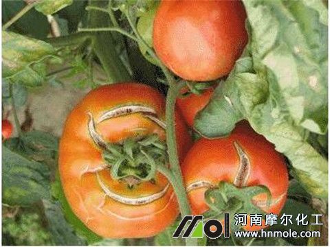 番茄缺素裂果 番茄缺素裂果