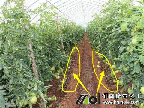 水溶肥沖施 水溶肥沖施