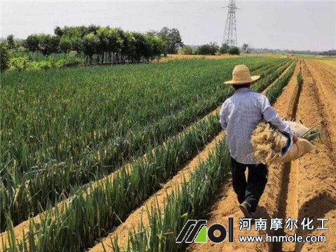 大蔥用什么水溶肥 大蔥用什么水溶肥
