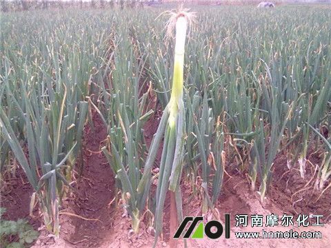 大蔥施肥方法 大蔥施肥方法