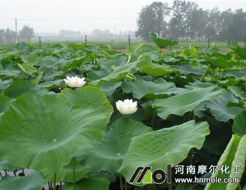 蓮藕需要什么肥 蓮藕需要什么肥