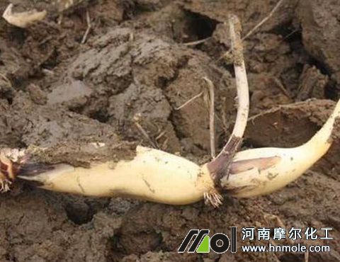 水溶肥使用方法 水溶肥使用方法