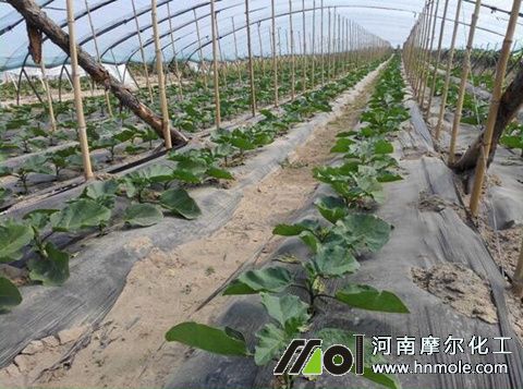 蔬菜大棚水溶肥好處 蔬菜大棚水溶肥好處