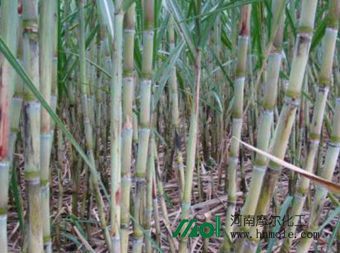 甘蔗施什么水溶肥 甘蔗施什么水溶肥