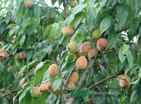 桃子施什么水溶肥 桃子施什么水溶肥