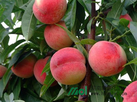 桃子施什么水溶肥 桃子施什么水溶肥