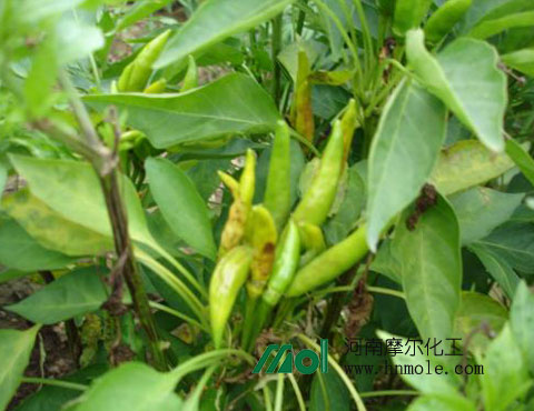 辣椒黃葉 辣椒黃葉