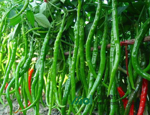 辣椒施肥 辣椒施肥