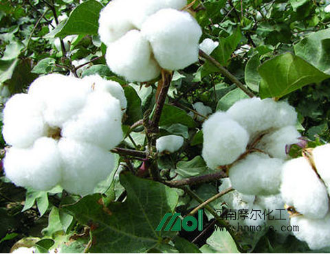 棉花施肥 棉花施肥