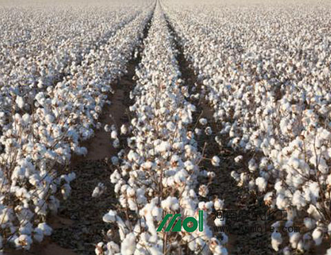 棉花施水溶肥 棉花施水溶肥