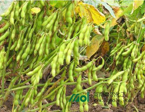 大豆施肥 大豆施肥