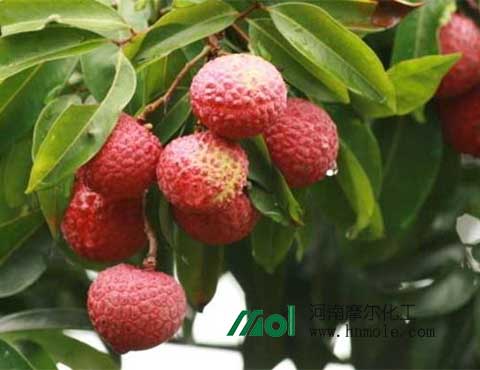 荔枝專用葉面肥 荔枝專用葉面肥