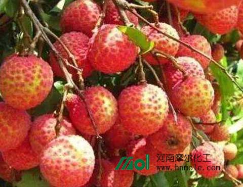 荔枝施肥 荔枝施肥