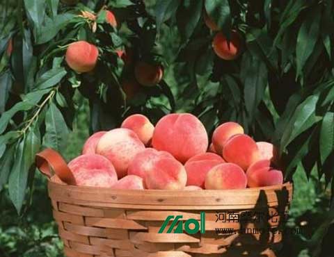 桃子葉面肥 桃子葉面肥